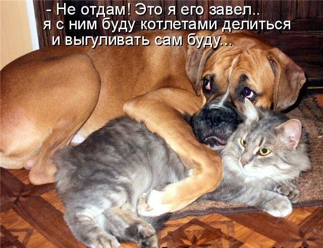 Не отдам Это я его завеп я с ним буду котпетами делиться и выгуливать 131