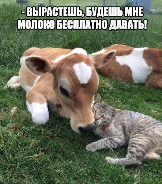 ВЫМБТЕШЬ БУДЕШЬ ШШШ БЕЕППП ШВП