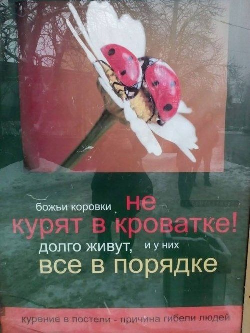 божьи коровки кщ долго ЖИВУТ И У их все в порядке