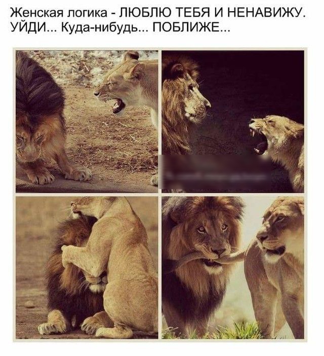 Женская логика ЛЮБЛЮ ТЕБЯ И НЕНАВИЖУ УИДИ Куданибудь ПОБПИЖЕ
