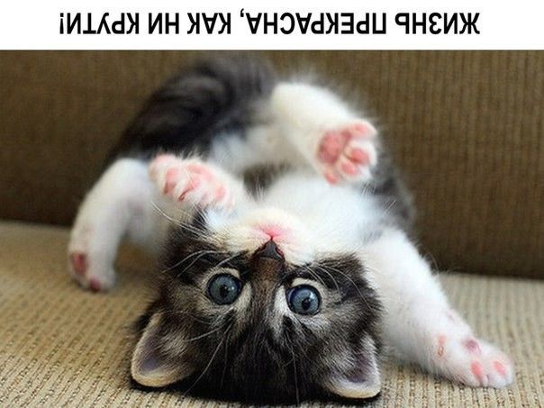 іИіШ ИН 1 УНЭМХЗСШ ЧНЕИЖ