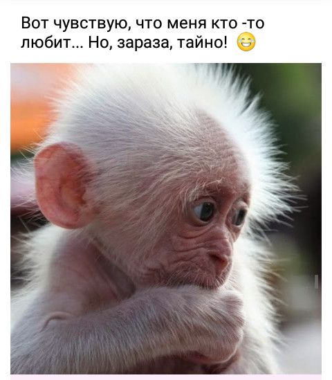 Вот чувствую что меня кто то любит Но зараза тайно Т