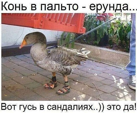 Вот гусь в сандапиях это да