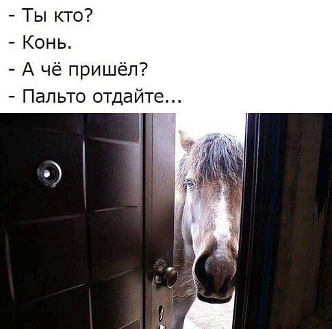Ты кто Конь А чё пришёл Пальто отдайте