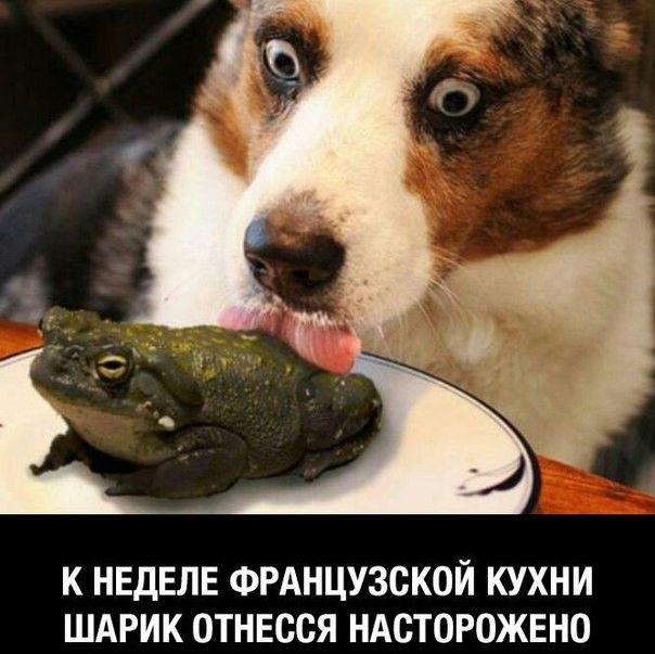 К НЕДЕЛЕ ФРАНЦУЗСКОЙ КУХНИ ШАРИК ОТНЕССЯ НАСТОРОЖЕНО