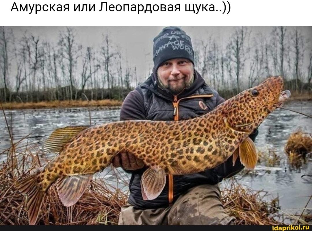 Амурская или Леопардовая щука