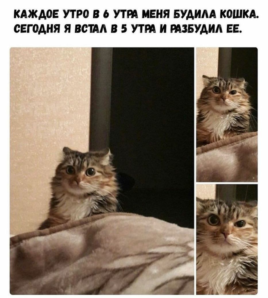 КАЖДОЕ УТРО В УТРА МЕНЯ БУДИАА КОШКА СЕГОДНЯ Я ВСША В 5 УТРА И РАЗБУАИА ЕЕ