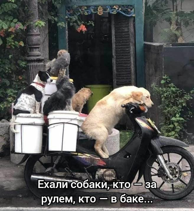 Ехали собайиішёэгэдвз рулем кто в баке
