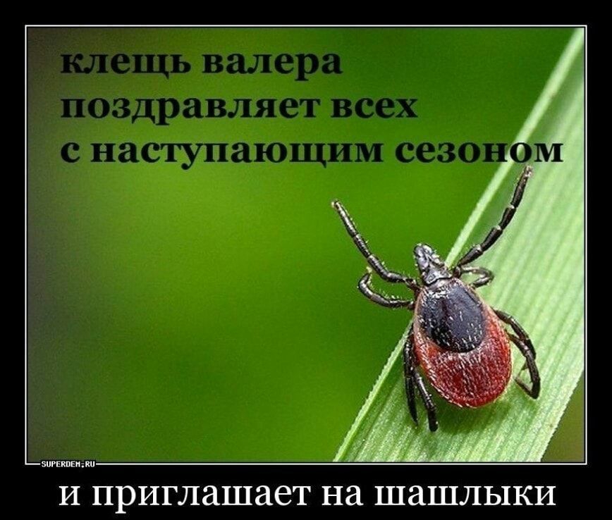 Етиип И ПРИГЛЗШЗСТ на ШЗШЛЬ1КИ
