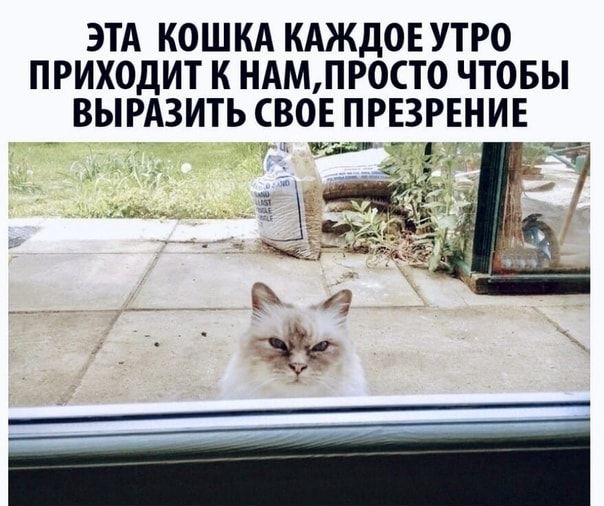 ЭТА КОШКА КАЖДОЕ УТРО ПРИХОДИТ К НАМ ПРОСТО ЧТОБЫ ВЫРАЗИТЬ СВОЕ ПРЕЗРЕНИЕ
