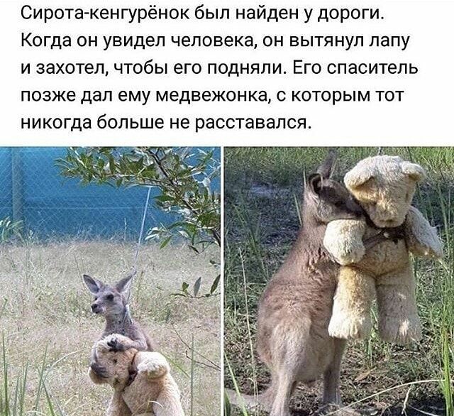 Сиротакенгурёнок был найден у дороги Когда он увидел человека он вытянул папу и захотел чтобы его подняли Его спаситель позже дал ему медвежонка с которым тот никогда больше не расставался