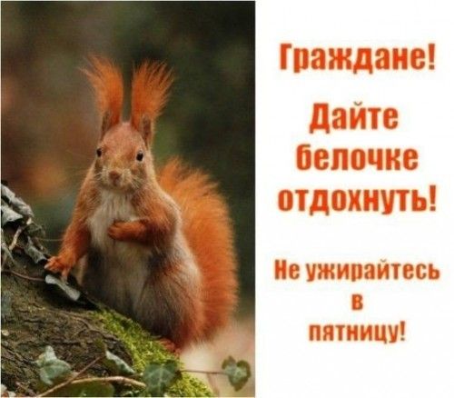 ГМЩЩЮ дайте Белочка отдохнуть Ис пинта птицу