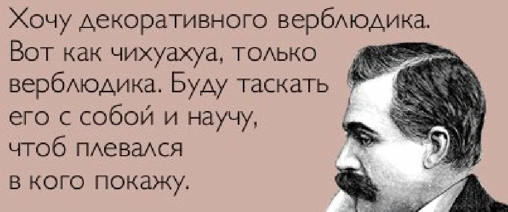 Хочу декоративного вербдюдика Вот как чихуахуа тодько вербдюдика Буду таскать его собой и научу чтоб пдевадся В КОГО покажу