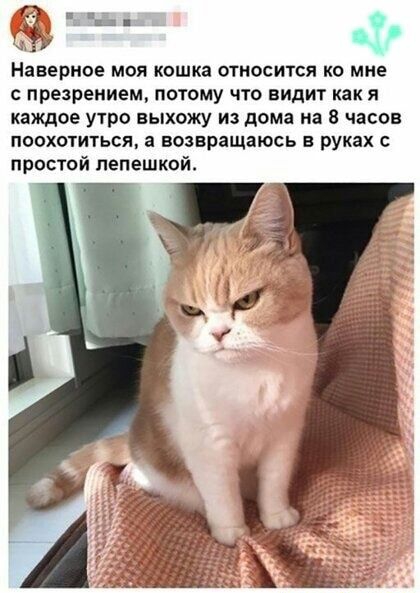 Наверное МОЯ кошка ОТНОСИТСЯ КО МНЕ С презрением ПОТОМУ ЧТО видит как Я КВЖДОЕ УТРО ЕЬХОЖУ ИЗ дома на 8 часов ПООХОТИТЬСЯ З возвращаюсь В руках С простой лепешкой