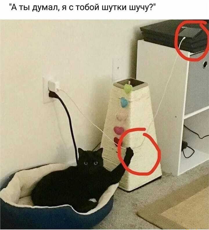 А ты думал я с тобой шутки шучу