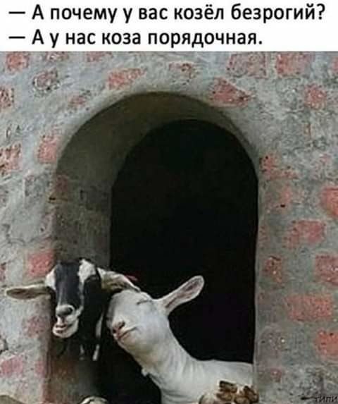 А почему у вас козёл безрогий А у нас коза порядочная