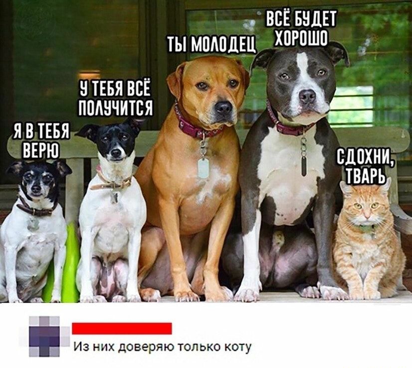всЁБндЕт ты мпмшш нтЕвявсЕ _ ппднчитря явтввя _вщп сдцхни твдвь ИЗ НИХ доверяю ТОЛЬКО КОТУ