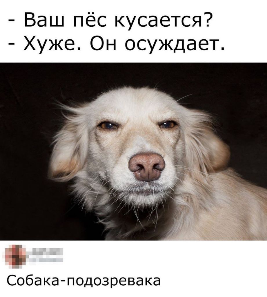 Ваш пёс кусается Хуже Он осуждает Собака подозревака