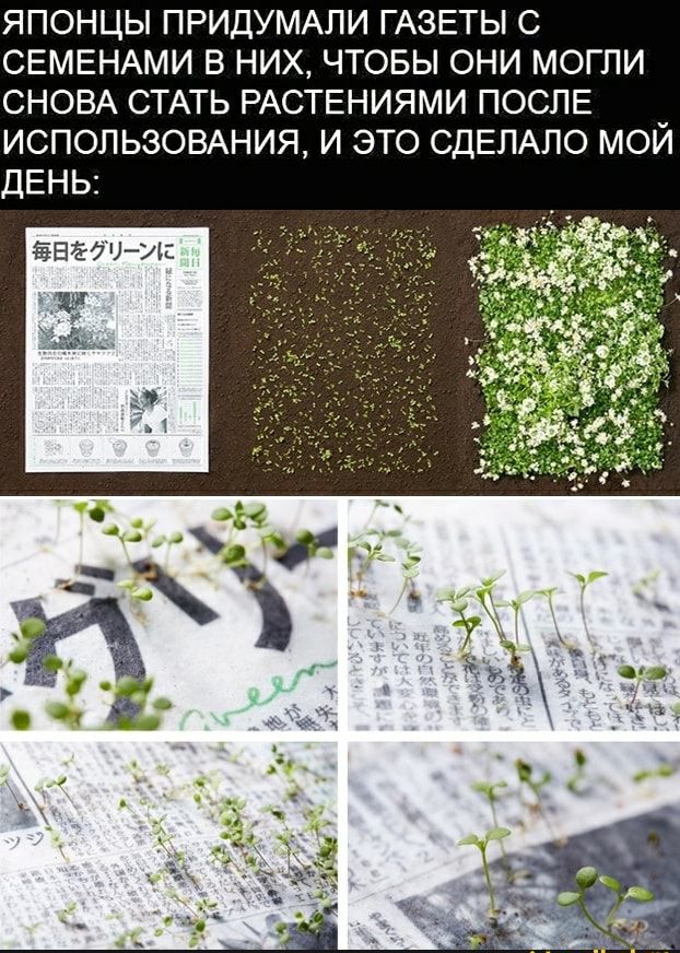 ЯПОНЦЫ ПРИДУМАЛИ ГАЗЕТЫ С СЕМЕНАМИ В НИХ ЧТОБЫ ОНИ МОГЛИ СНОВА СТАТЬ РАСТЕНИЯМИ ПОСЛЕ ИСПОЛЬЗОВАНИЯ И ЭТО СДЕЛАПО МОЙ ёЕЁ70И