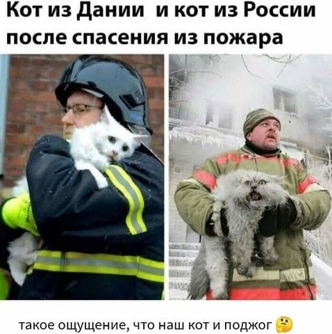 Кот из дании и кот из России после спасения из пожара такое ощущение что наш кот и поджог