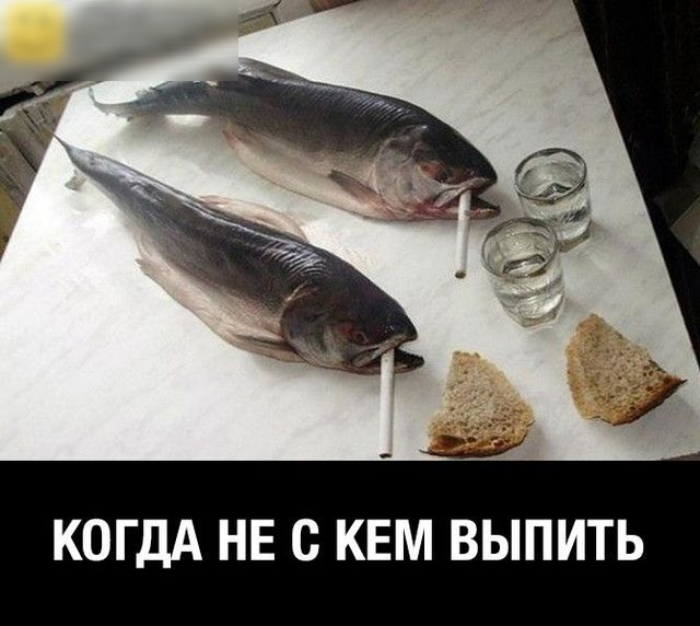 1155 КОГДА НЕ С КЕМ ВЫПИТЬ