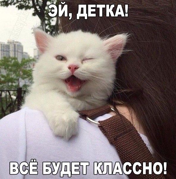 всё сснш