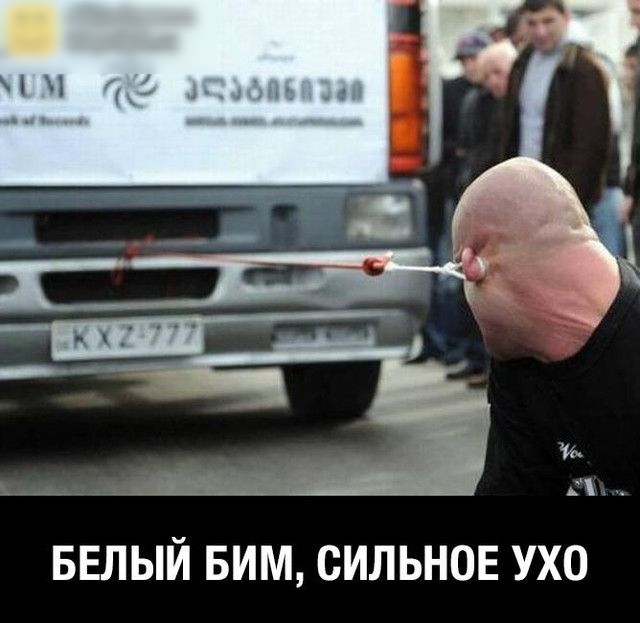 БЕЛЫЙ БИМ СИЛЬНОЕ УХО