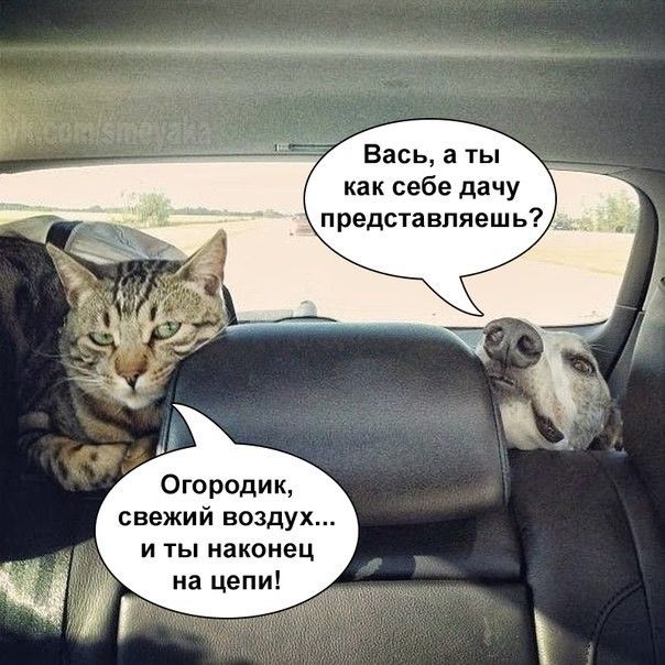 Васы а ты как себе дачу представляешь Огородик свежий воздух и ты наконец на цепи