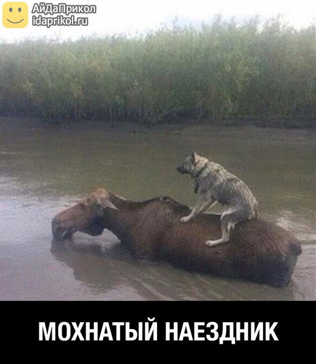 МОХНАТЫЙ НАЕЗДНИК
