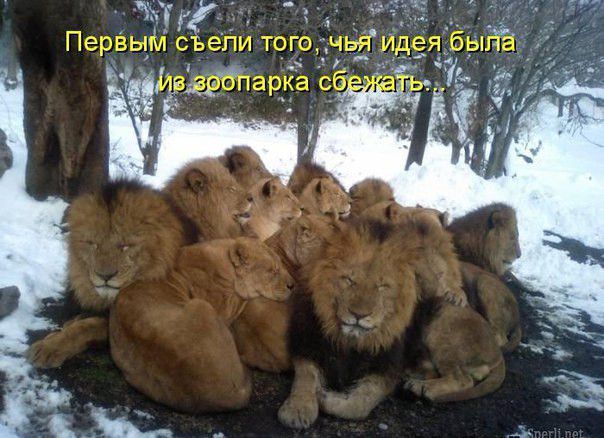 Первый с епи того