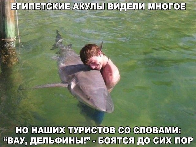 К У ПЫ ВИДЕПИ МНОГ Е _ НО НАШИХ ТУРИСТОВ СО СЛОВАМИ ВАУ дЕЛЬФИНЫ БОЯТСЯ до СИХ ПОР