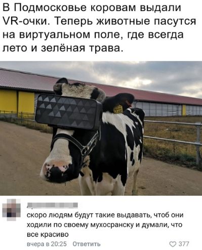 В Подмосковье коровам выдали УК очки Теперь животные пасутся на виртуальном поле где всегда лето и зелёная трава мщ5аев о дум все красиво
