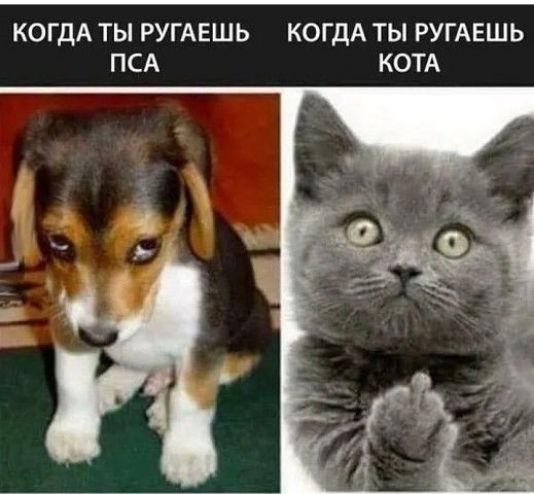 КОГДА ТЫ РУГАЕШЬ КОГДА ТЫ РУГАЕШЬ ПСА КОТА