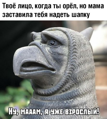Твоё лицо когда ты орёл но мама заставила тебя надеть шапку