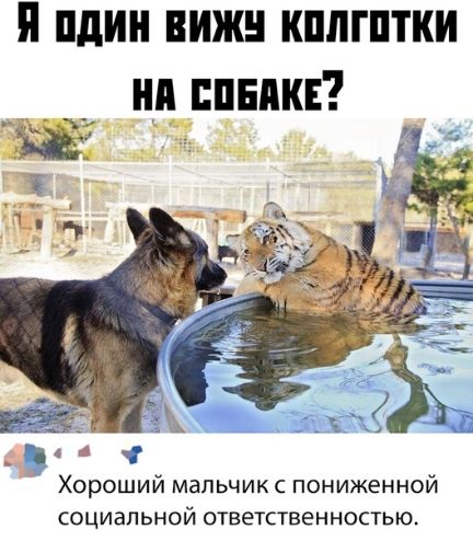 п пдин вижн кппгптки нп ник Хороший мальчик с пониженной социальной ответственностью