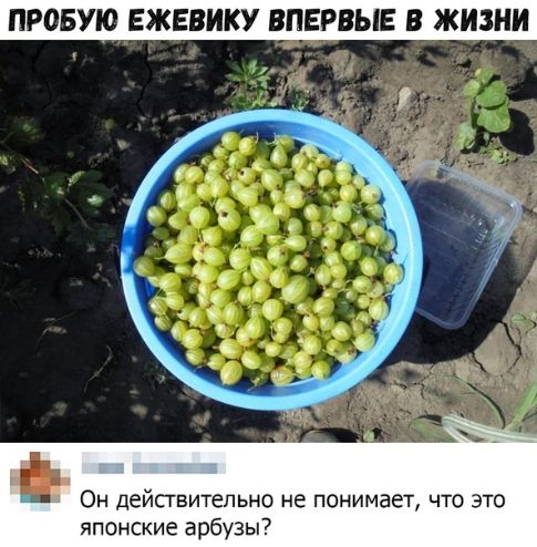 ПРОБУЮ ЕЖЕВИКУ ВПЕРВЫЕ В ЖИЗНИ Он дейсгвитепьно не понимает что это японские арбузы