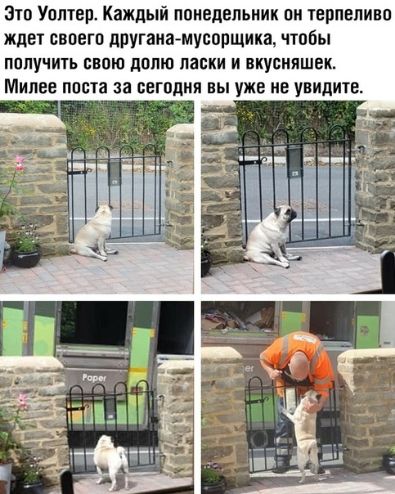 Зто Уотер Каждый понедельник он терпеливо ждет своегп другаиамусопщика чтобы получить свою долю лавки и вкусняшек Минее попа за сегодня вы уже не увидите