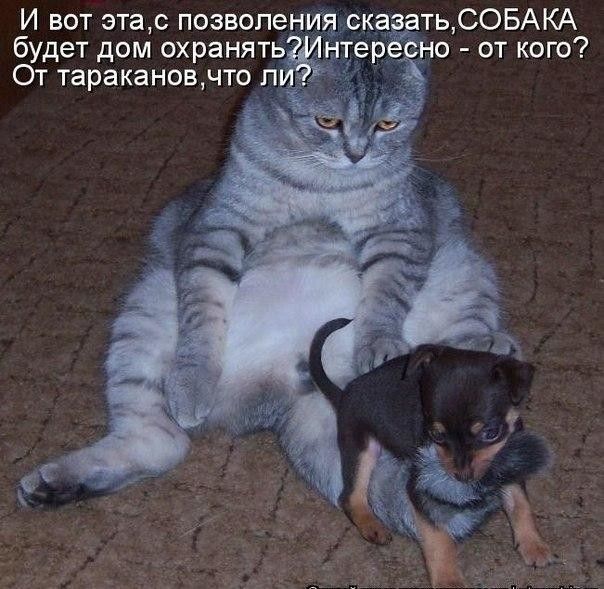 И вот эта с позволения сказать СОБАКА будет дом охранятьгёднтереіно от кого От тараканов что л