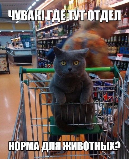 0 шт животньдрч