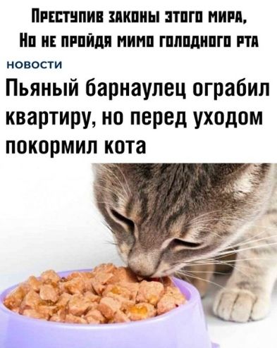 Пишнпии шины тпгп мии пишшп пимп гппшшгп ити новости Пьяный барнаулец ограбил квартиру но перед уходом покормил кота