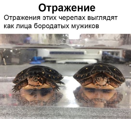 Отражение Отражения этих черепах выглядят как лица бородатых мужиков