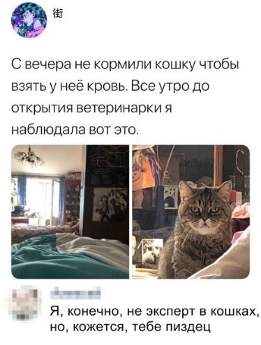 945 С вечера не кормили кошку чтобы взять у неё кровь Все утро до открытия ветеринар Я наблюдала вот это _ Я конечно не эксперт в кошках но кожется тебе пиздец