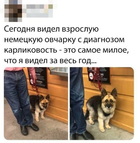 Сегодня видел ВЗРОСПУЮ НЕМЕЦКУЮ ОВЧЭРКУ С ДИЭГНОЗОМ КарЛИКОВОСТЬ ЭТО СЭМОЕ МИПОЕ что я видел за весь год