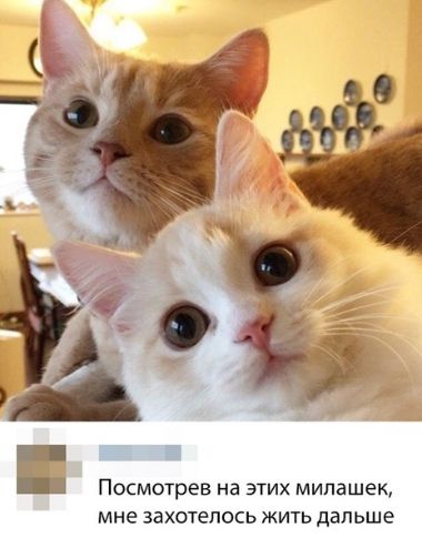Посмотрев на этих милашек мне захотелось жить дальше