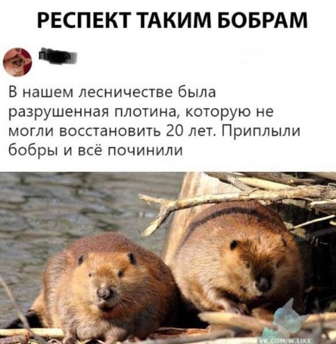 РЕСПЕКТ ТАКИМ БОБРАМ В нашем лесничестве была разрушенная плотина которую не могли восстановить 20 лет Приплыли бобры и всё починили