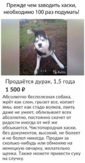 Прежде чем заводит хаски иеобходимо 100 раз подумачь Продаётся дурак 15 года 1 500 Абсипючип беспслшивя собака живу как слон ты все копии мы воет как надо волков лаить м алтын абколюто постов ОЗДОКУИ иногда ОУ нее же пбсыкэепя Чипопоподнан бездпкумеипв высокий не более и с болел никогда Продам а сколько нибудь или обменяю нэ немецкую овчарку желательно щенка Также может при суку на случку