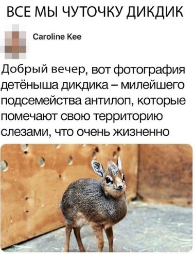 ВСЕ МЫ ЧУТОЧКУ ДИКДИК В Сагвііпе Кее _ добрый вечер вот фотография детёныша дикдика милейшего подсемейства антилоп которые помечают свою территорию слезами что очень жизненно
