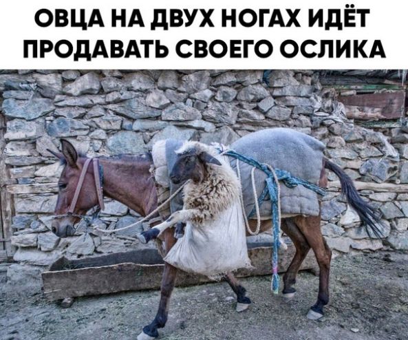 ОВЦА НА дВУХ НОГАХ ИдЁТ ПРОдА