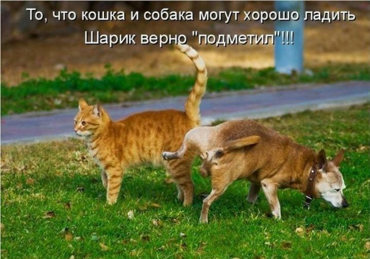 То что кошка и собака могут хора адить