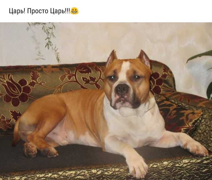 Царь Просто Царь съ пкн у